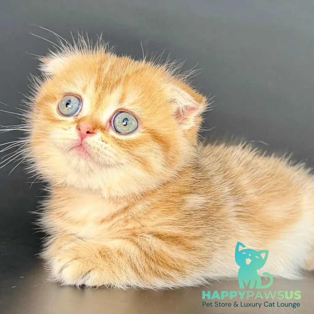 Yvian Munchkin female black golden tabby - live animals