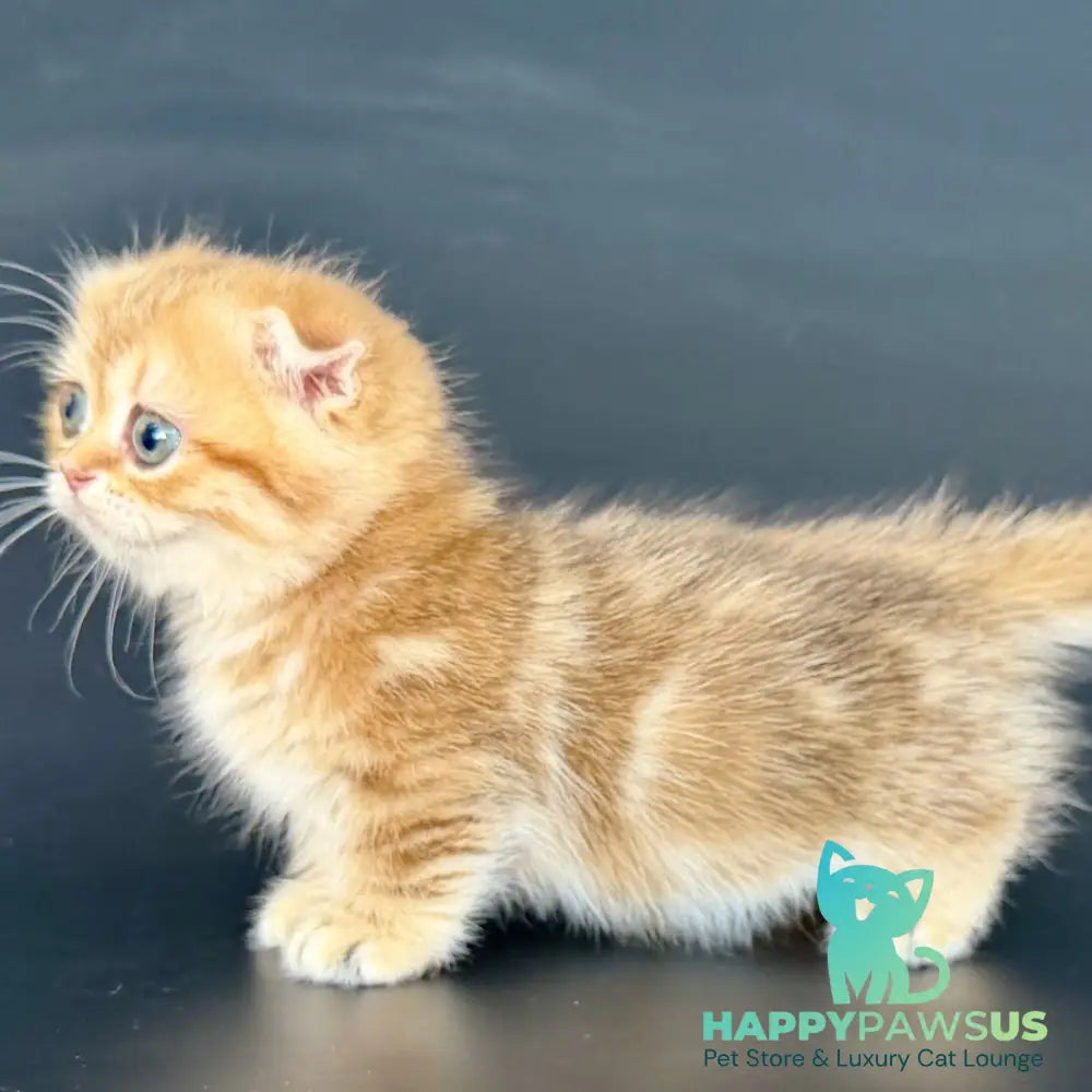 Yvian Munchkin female black golden tabby - live animals