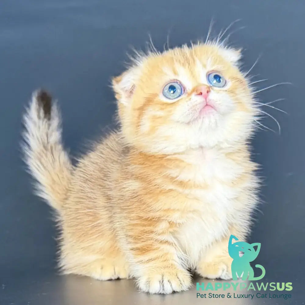 Yvian Munchkin female black golden tabby - live animals