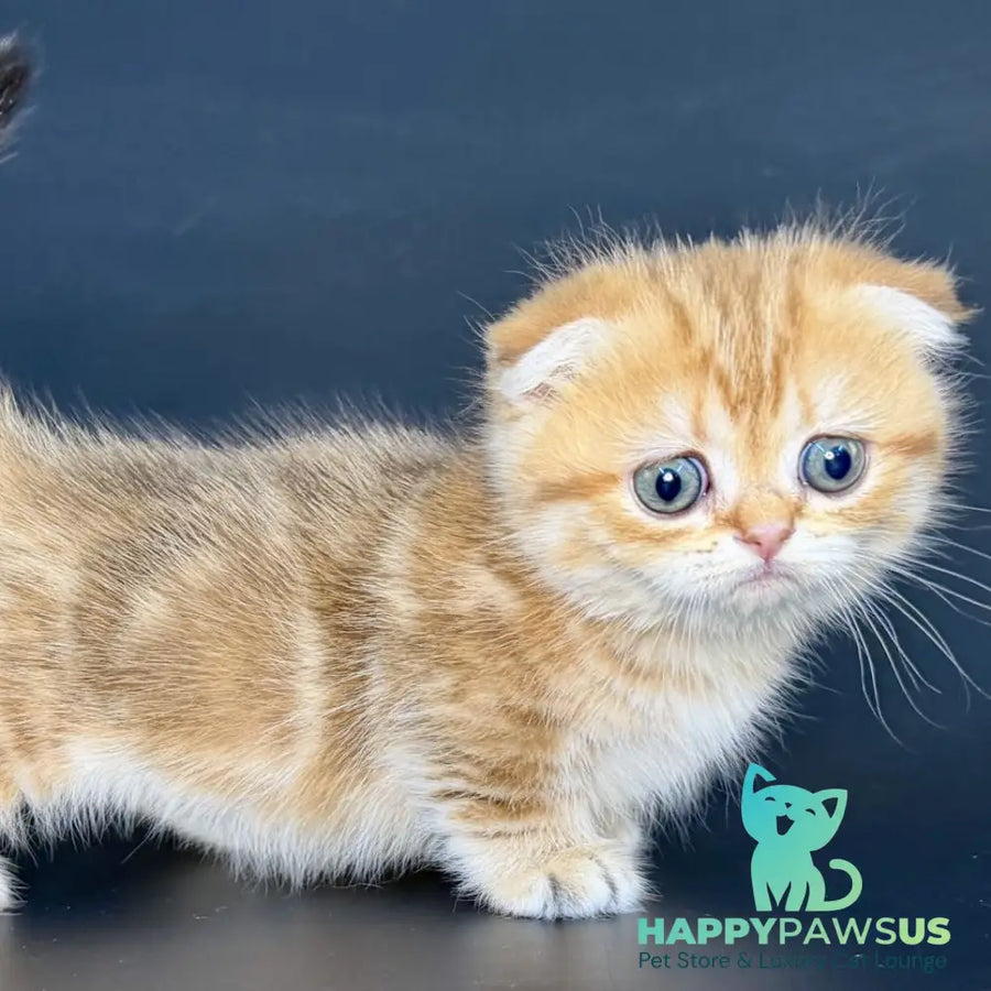 Yvian Munchkin female black golden tabby - live animals