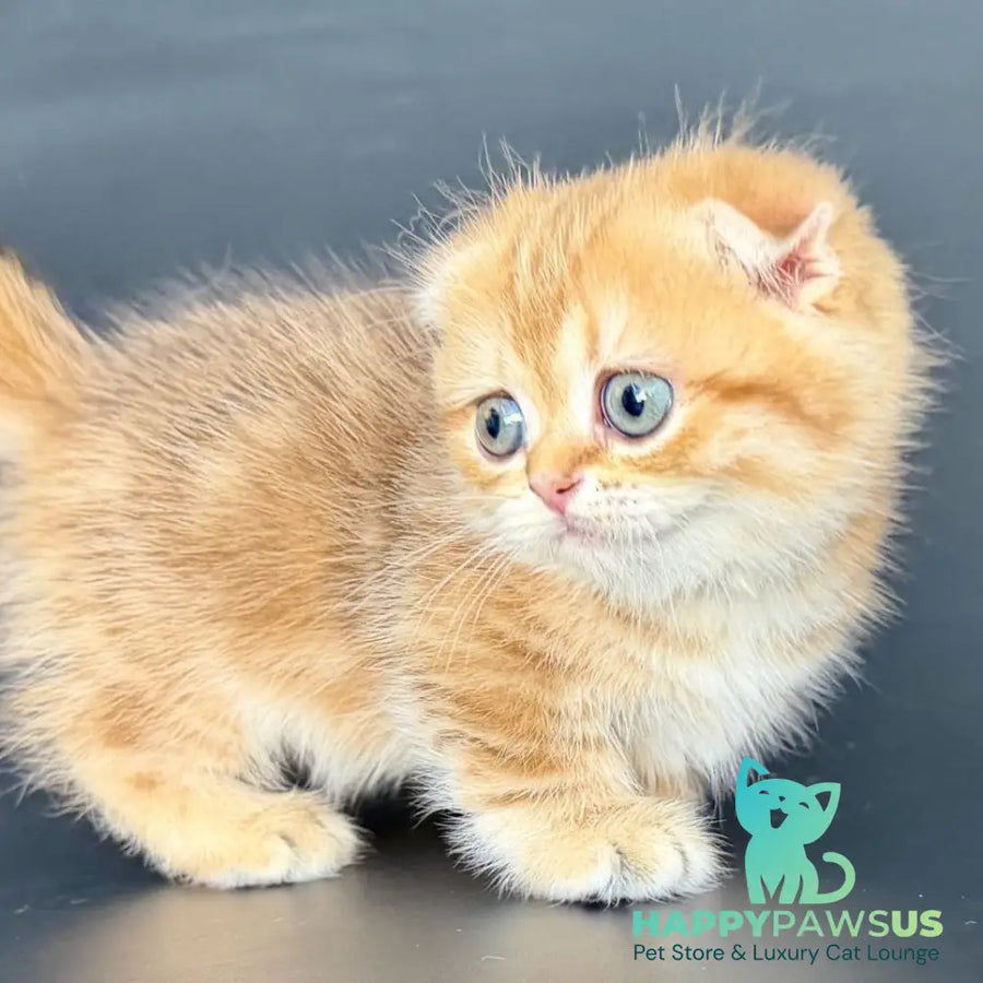 Yvian Munchkin female black golden tabby - live animals