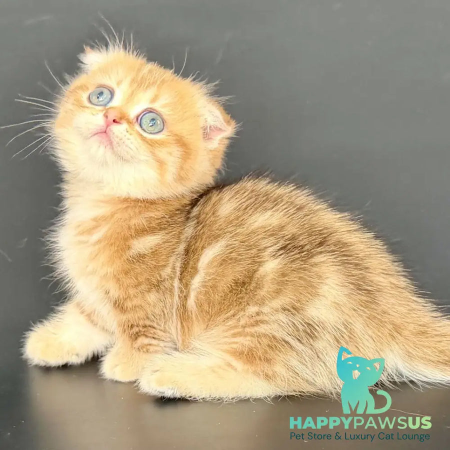 Yvian Munchkin female black golden tabby - live animals