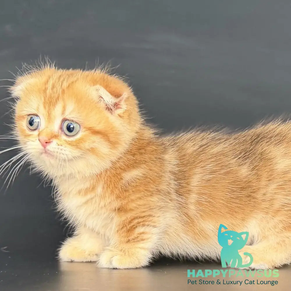 Yvian Munchkin female black golden tabby - live animals