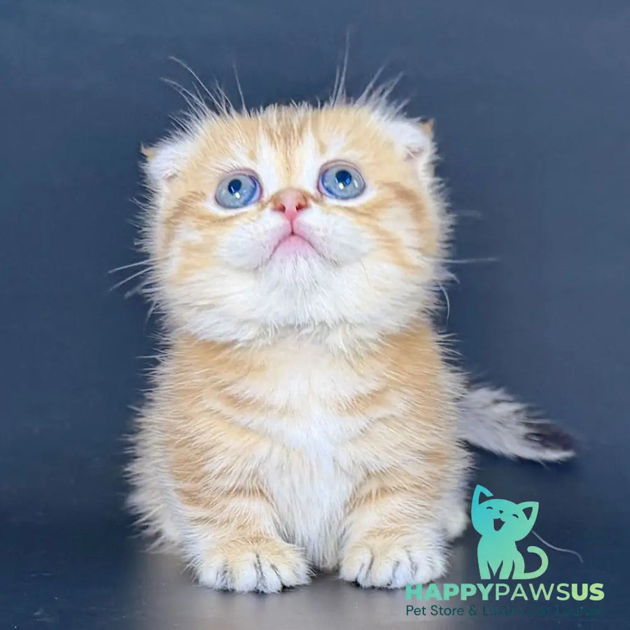 Yvian Munchkin female black golden tabby - live animals
