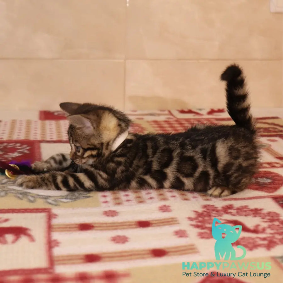 Yvonne Bengal female black spotted tabby - live animals