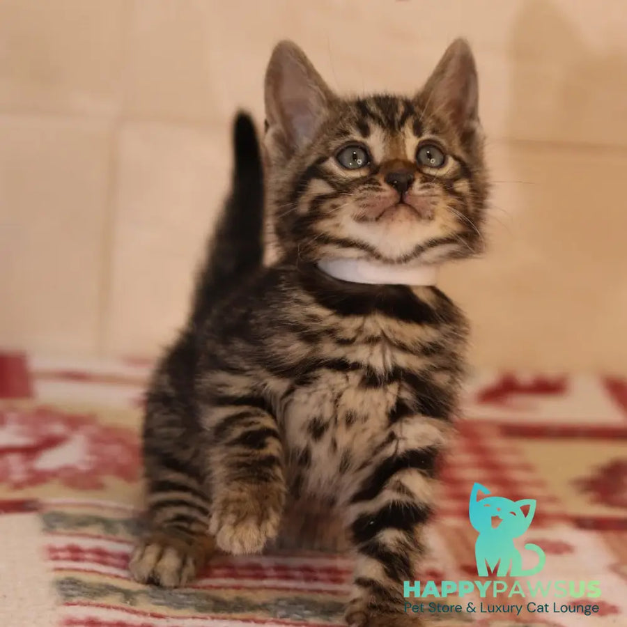 Yvonne Bengal female black spotted tabby - live animals