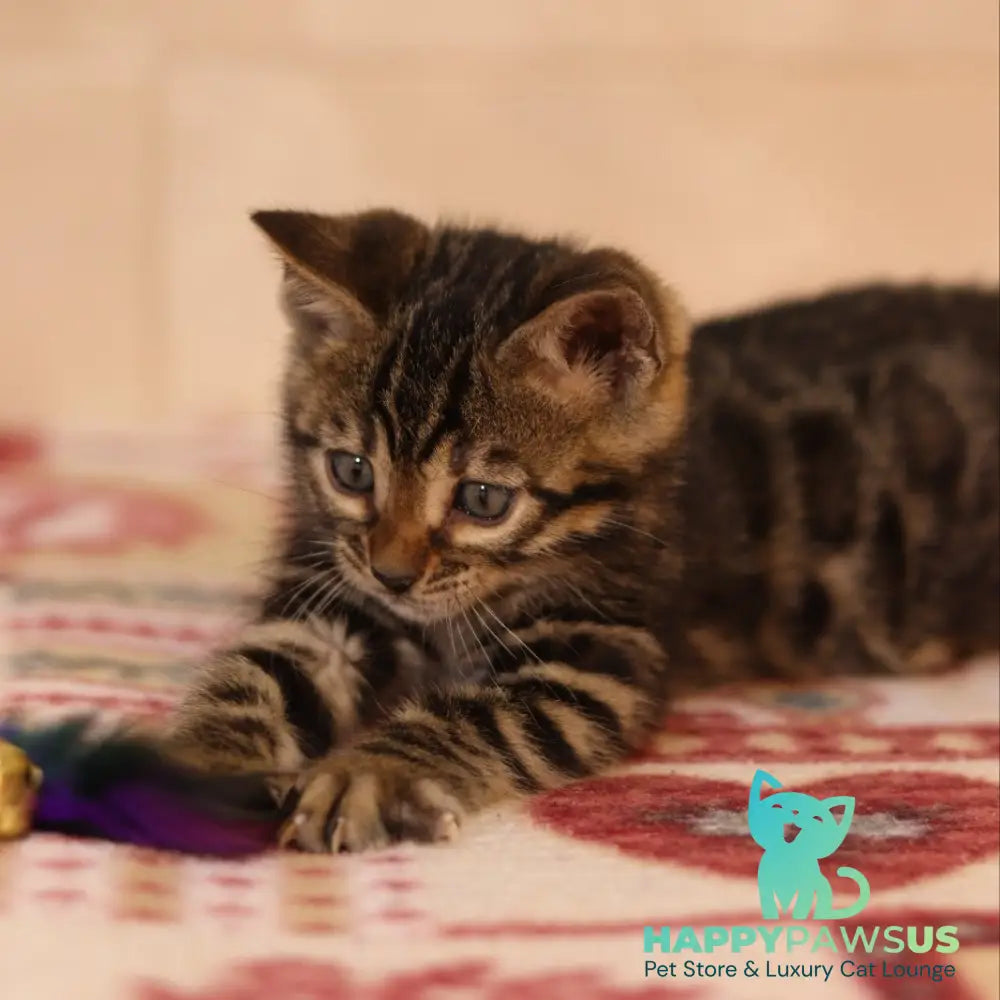 Yvonne Bengal female black spotted tabby - live animals