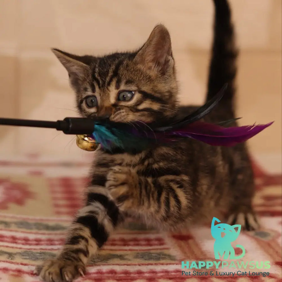 Yvonne Bengal female black spotted tabby - live animals