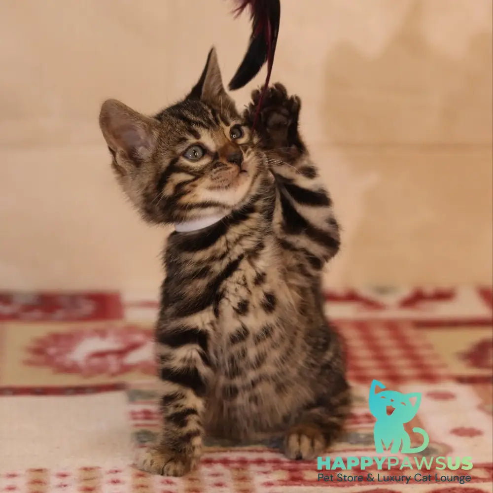 Yvonne Bengal female black spotted tabby - live animals