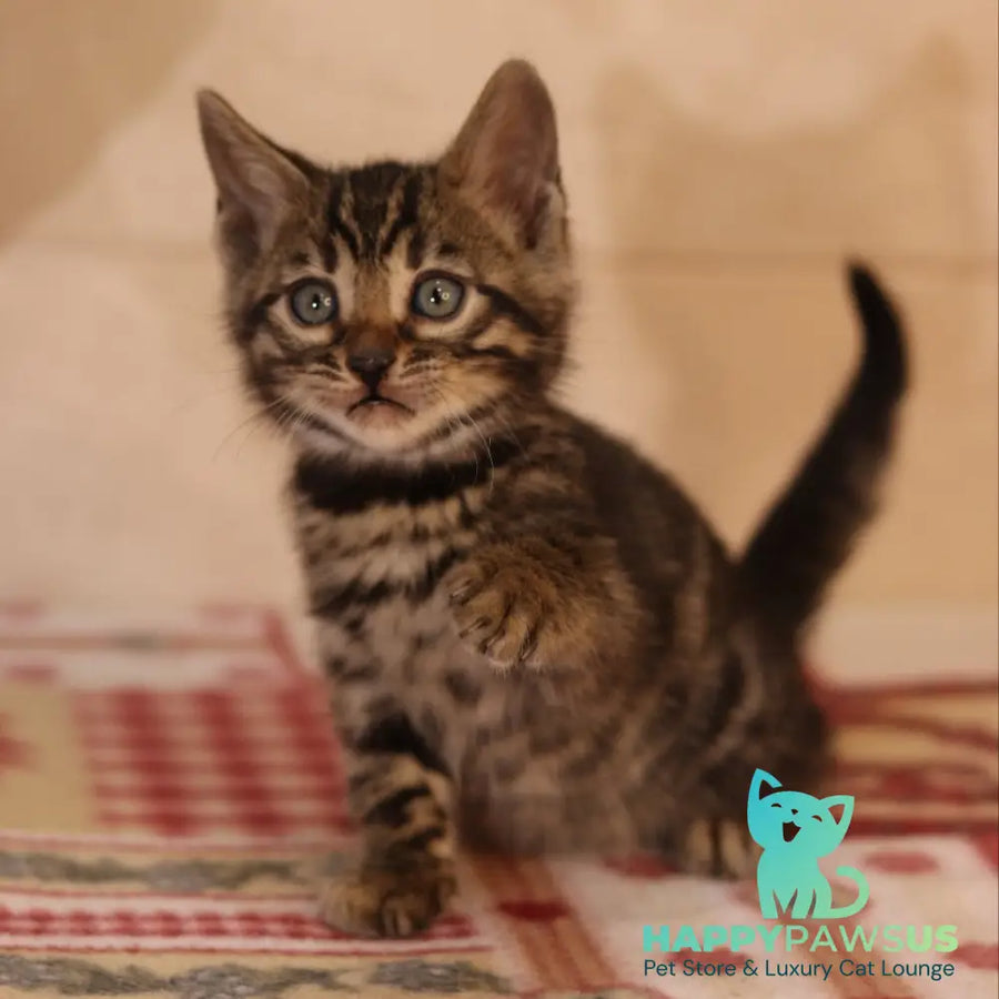 Yvonne Bengal female black spotted tabby - live animals