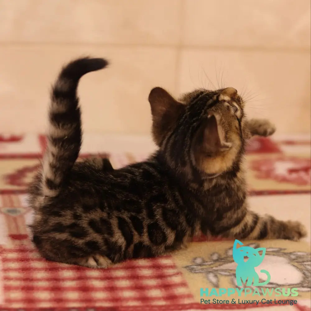 Yvonne Bengal female black spotted tabby - live animals