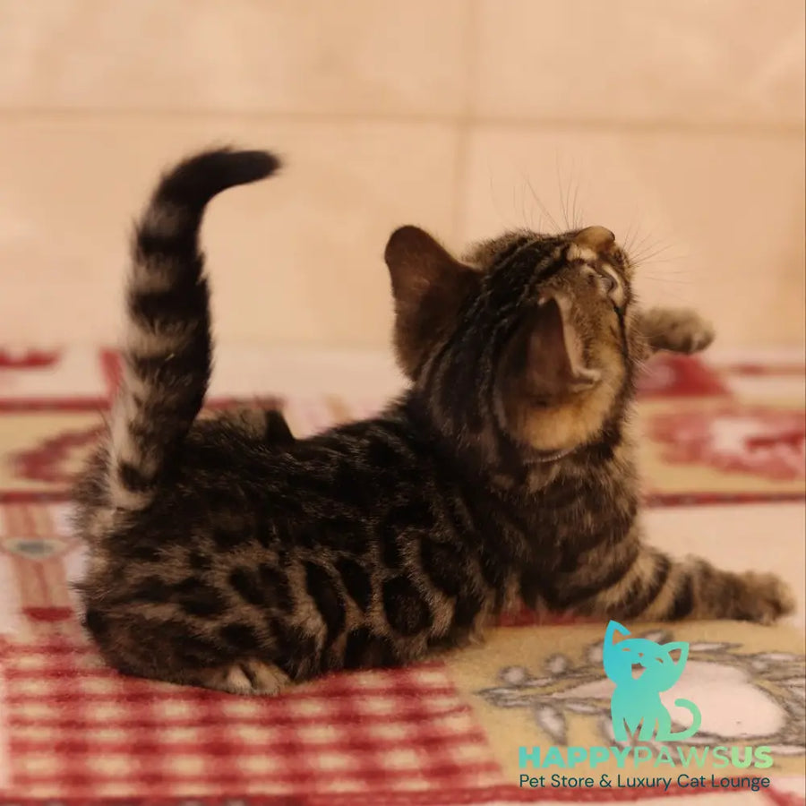 Yvonne Bengal female black spotted tabby - live animals