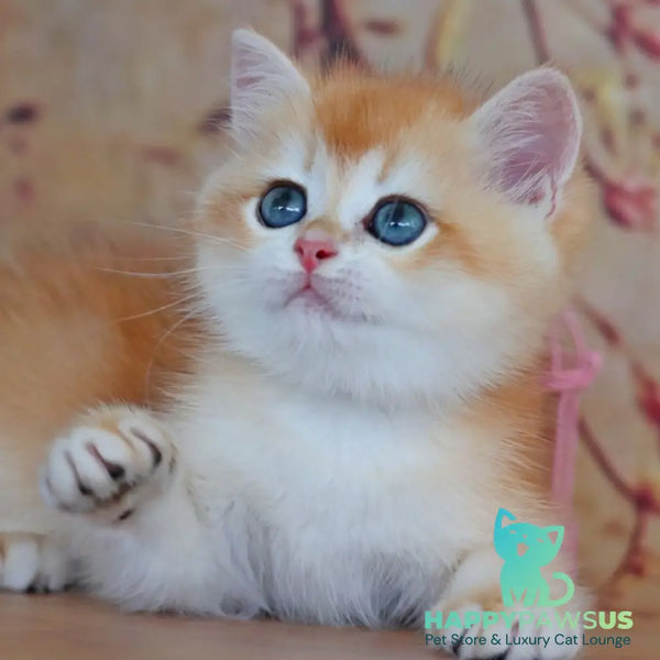 Yvonne British Shorthair female black golden shaded - live animals