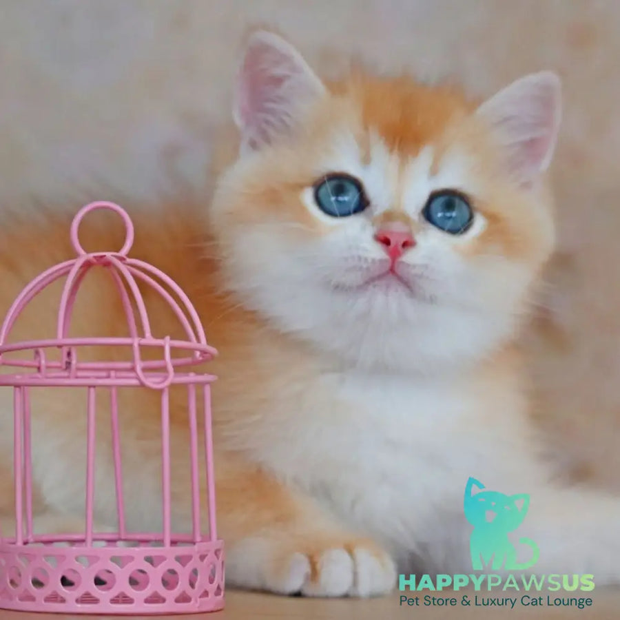 Yvonne British Shorthair female black golden shaded - live animals