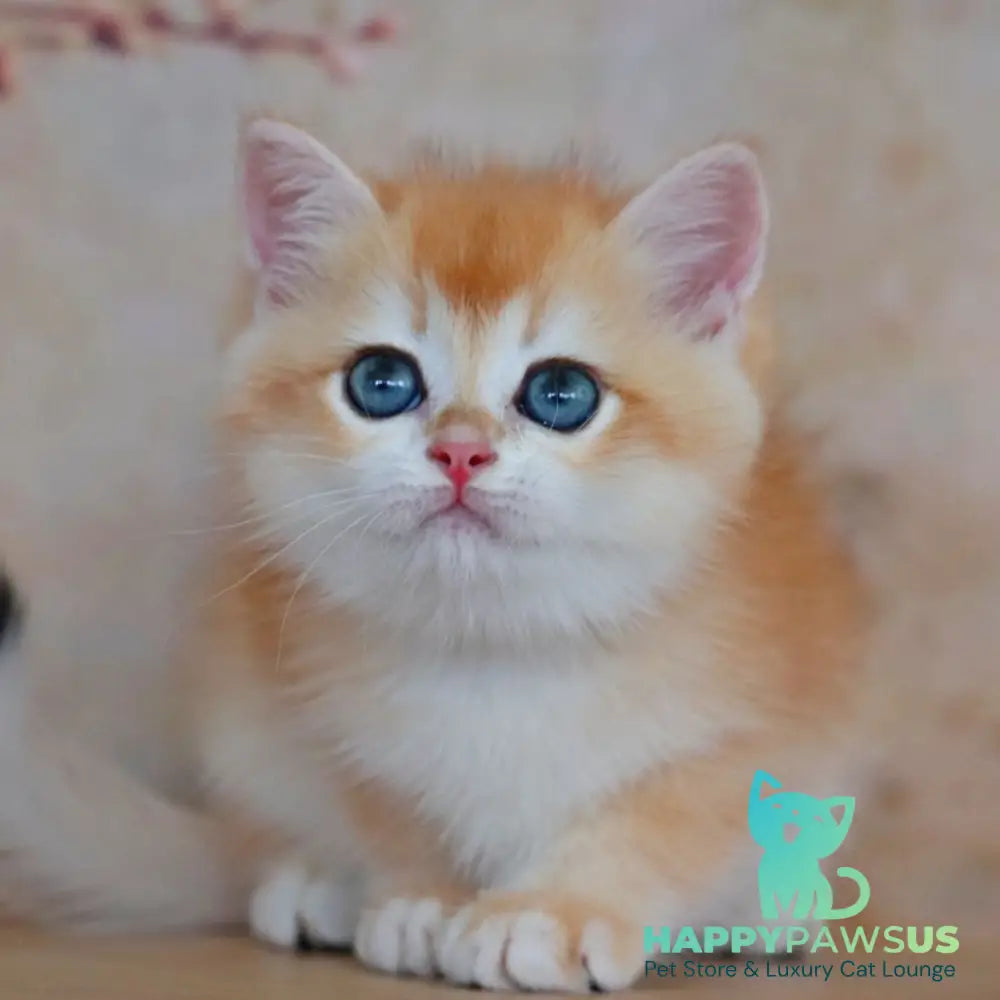 Yvonne British Shorthair female black golden shaded - live animals