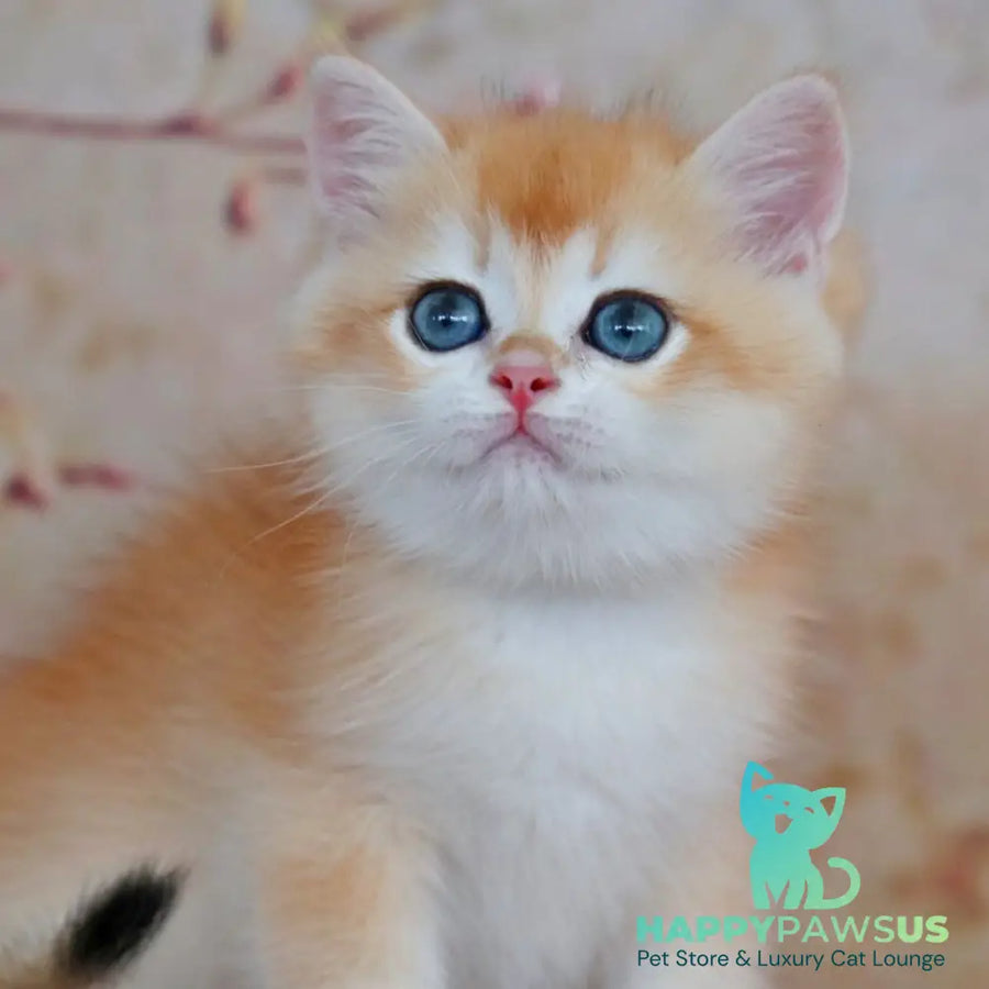 Yvonne British Shorthair female black golden shaded - live animals