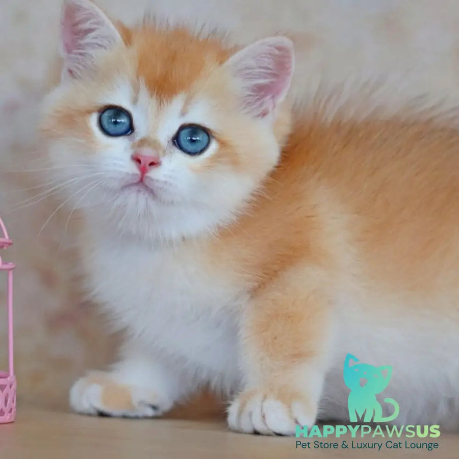 Yvonne British Shorthair female black golden shaded - live animals