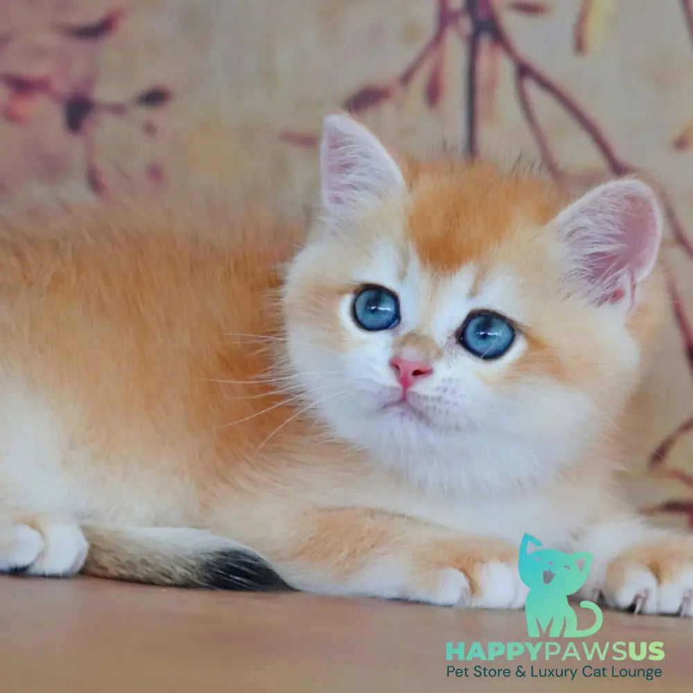 Yvonne British Shorthair female black golden shaded - live animals