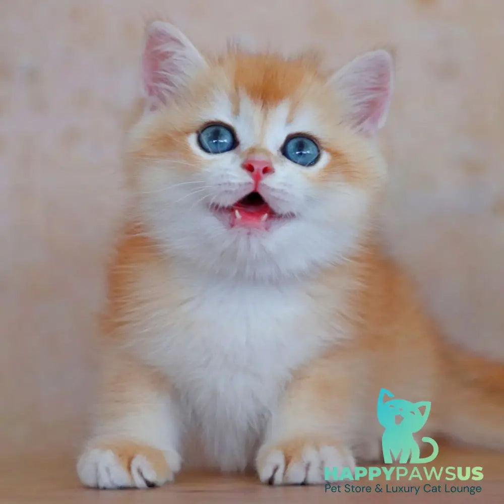 Yvonne British Shorthair female black golden shaded - live animals