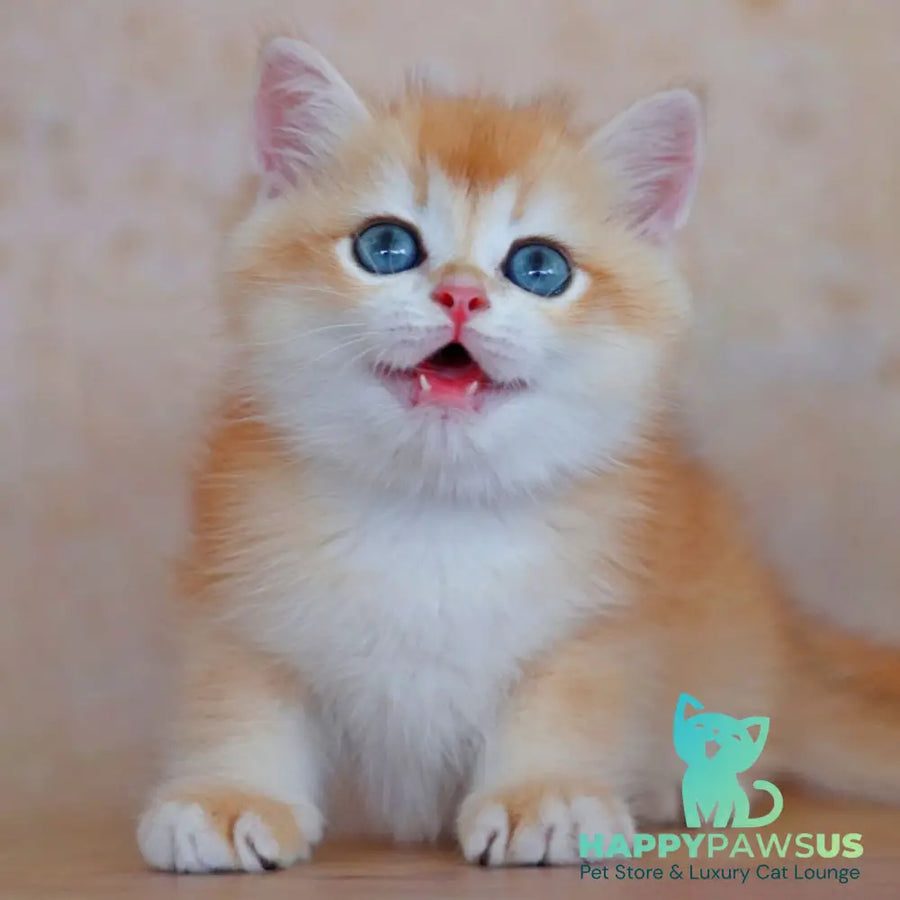 Yvonne British Shorthair female black golden shaded - live animals