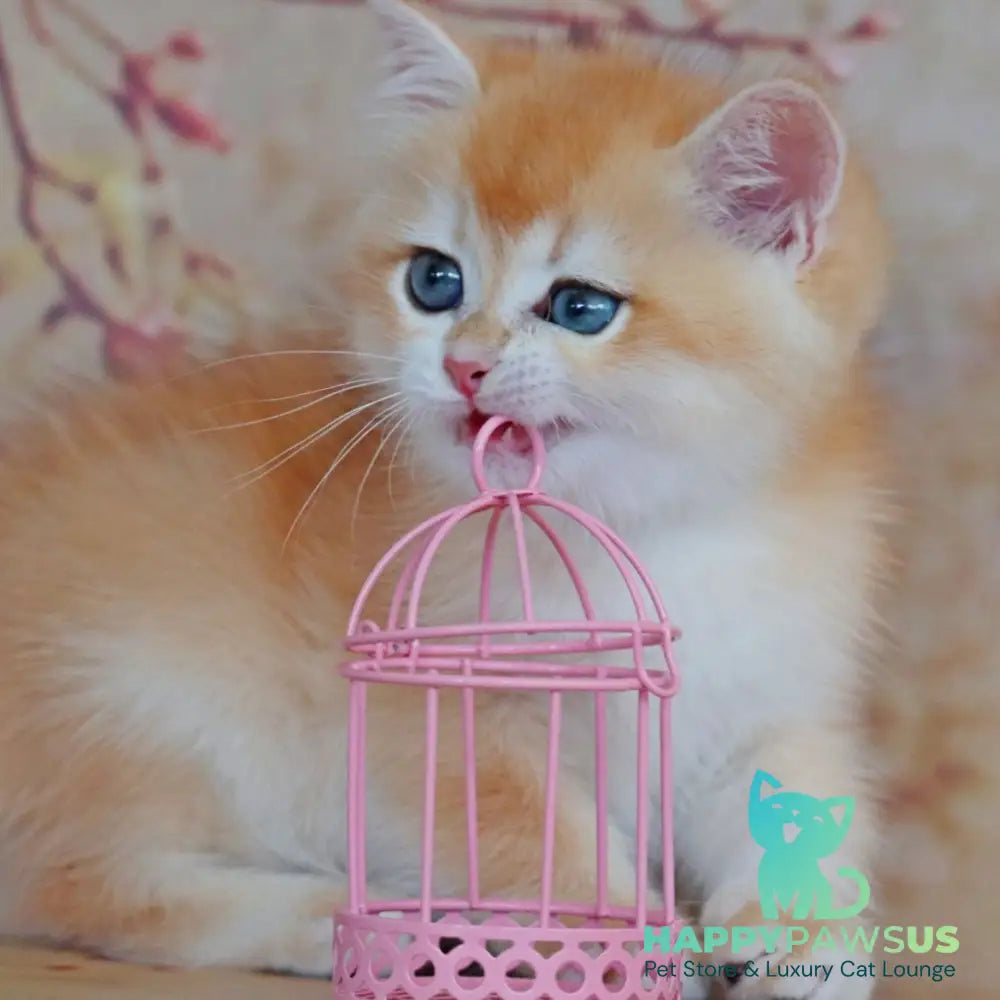 Yvonne British Shorthair female black golden shaded - live animals