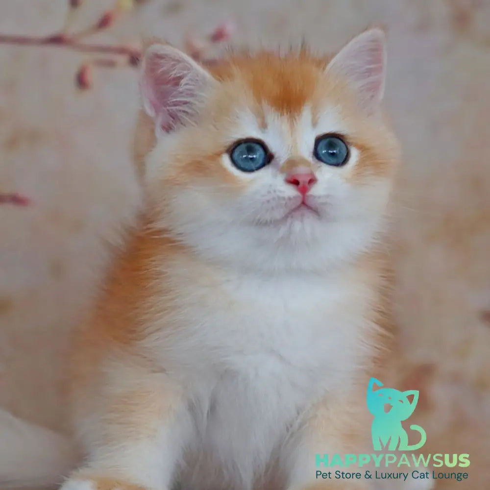Yvonne British Shorthair female black golden shaded - live animals