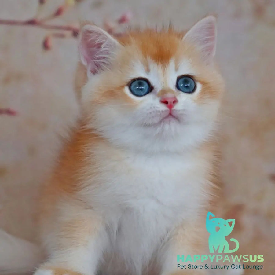 Yvonne British Shorthair female black golden shaded - live animals