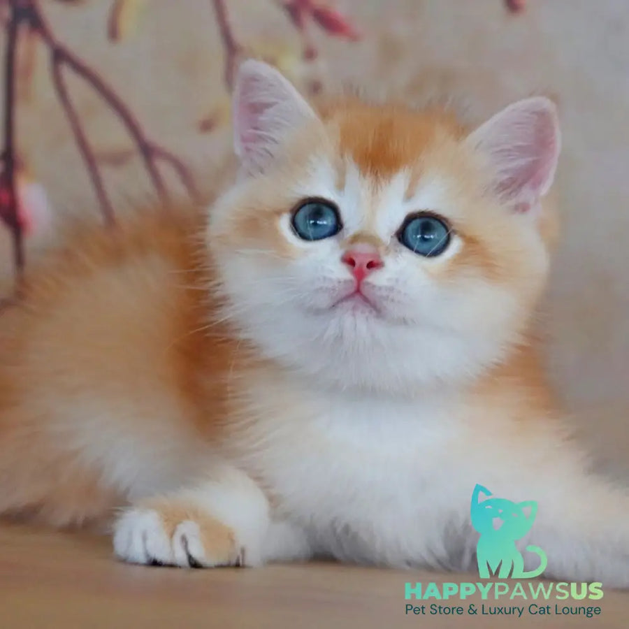 Yvonne British Shorthair female black golden shaded - live animals