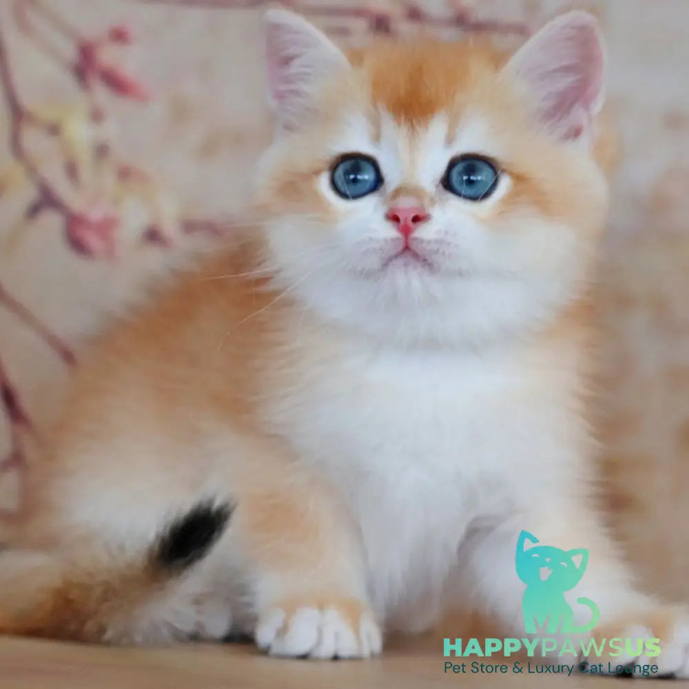 Yvonne British Shorthair female black golden shaded - live animals