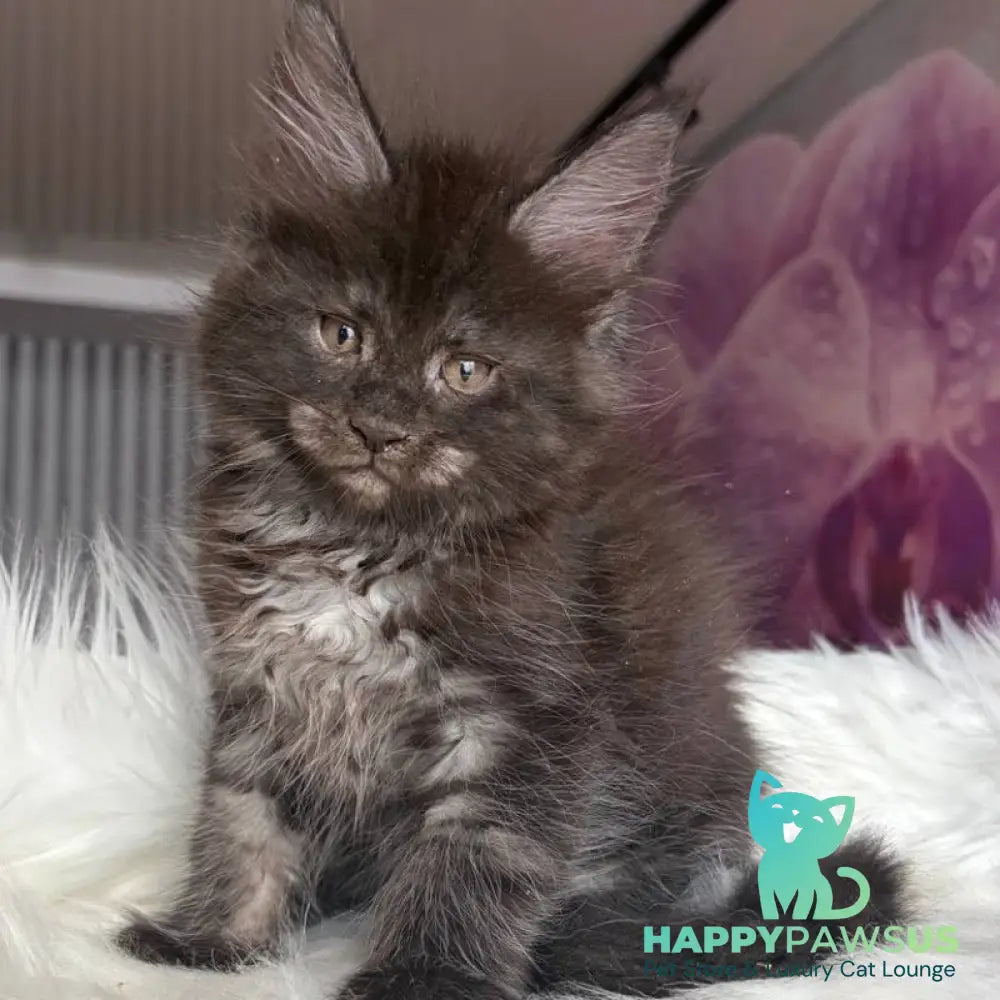 Yvonne Maine Coon female black silver - live animals