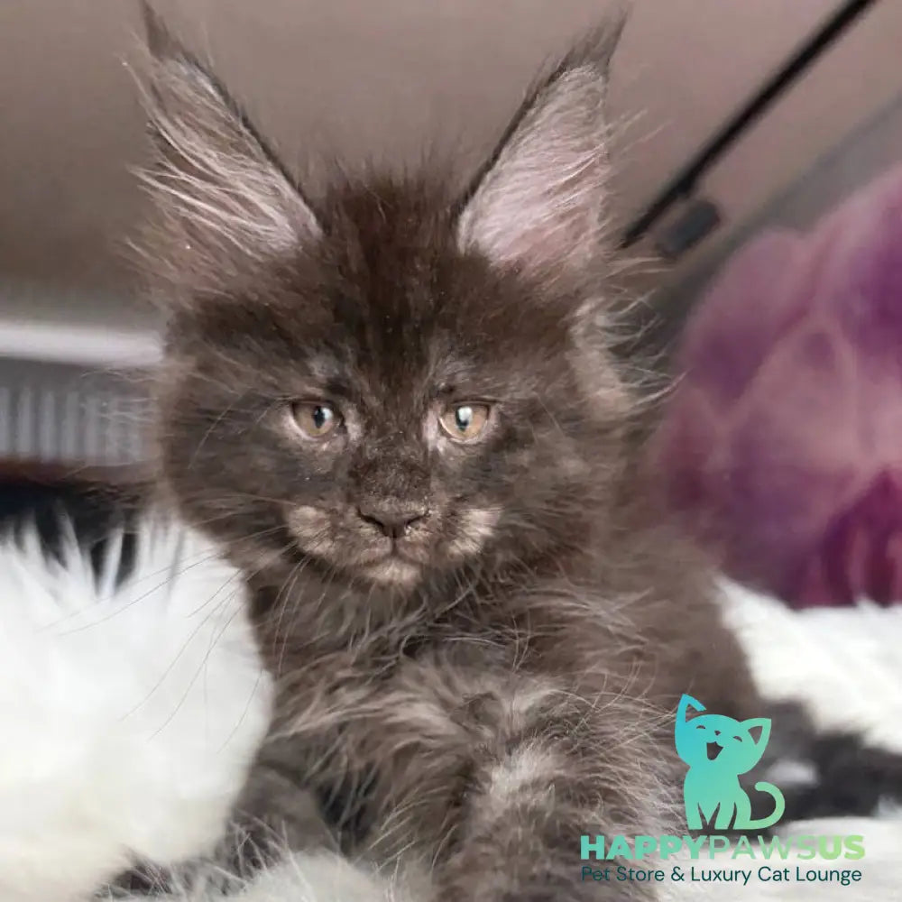 Yvonne Maine Coon female black silver - live animals