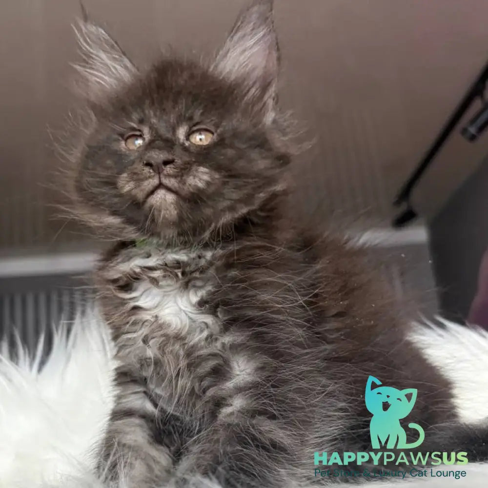 Yvonne Maine Coon female black silver - live animals
