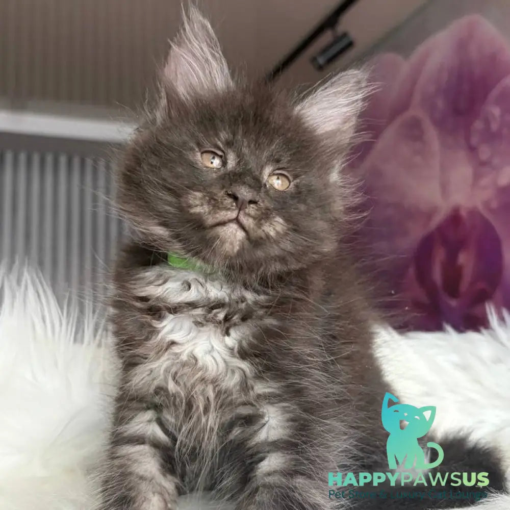 Yvonne Maine Coon female black silver - live animals