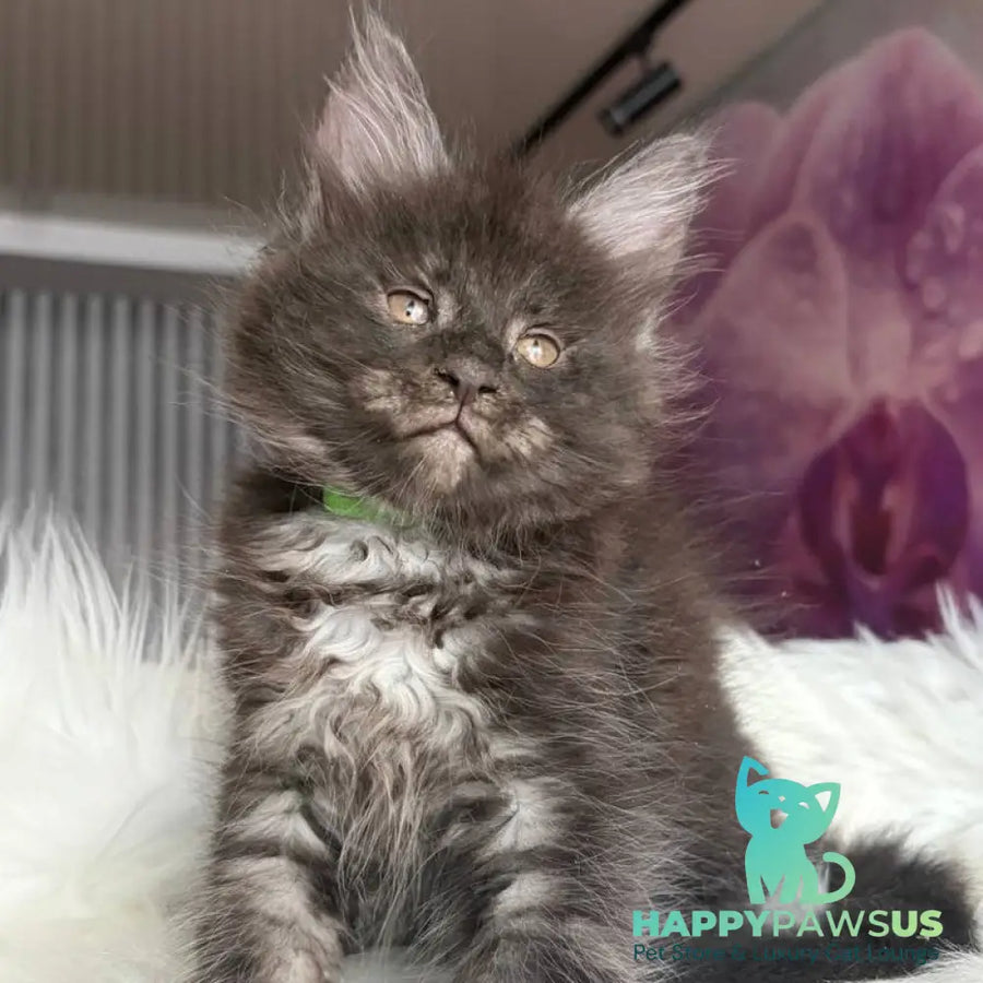 Yvonne Maine Coon female black silver - live animals