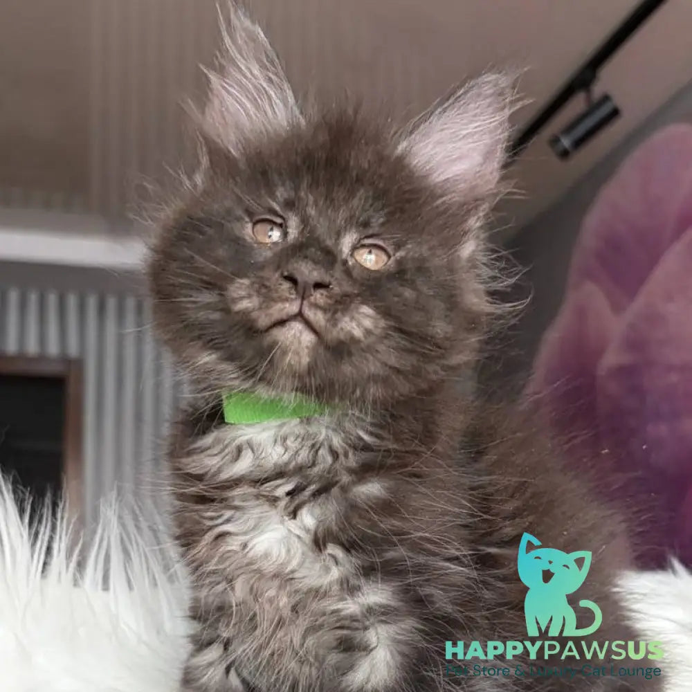 Yvonne Maine Coon female black silver - live animals