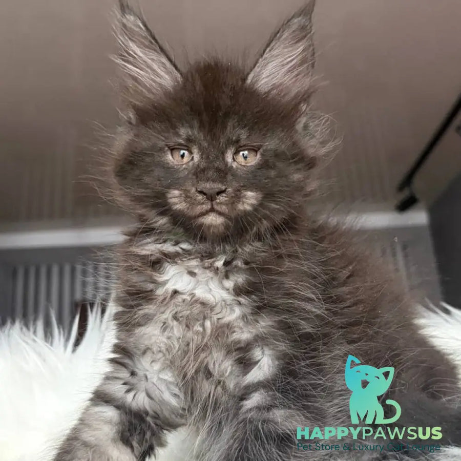Yvonne Maine Coon female black silver - live animals