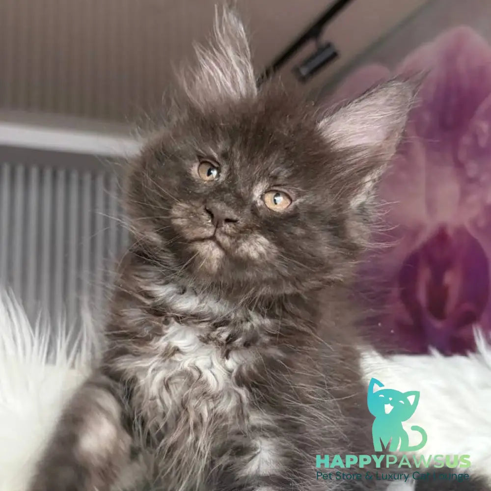 Yvonne Maine Coon female black silver - live animals