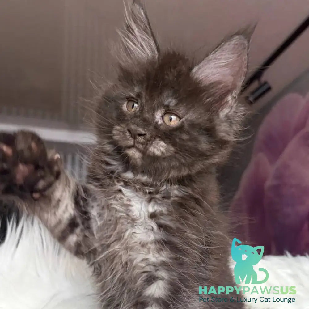 Yvonne Maine Coon female black silver - live animals