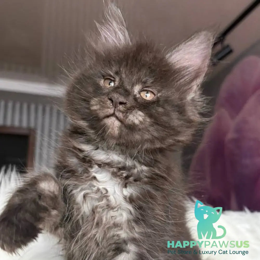 Yvonne Maine Coon female black silver - live animals