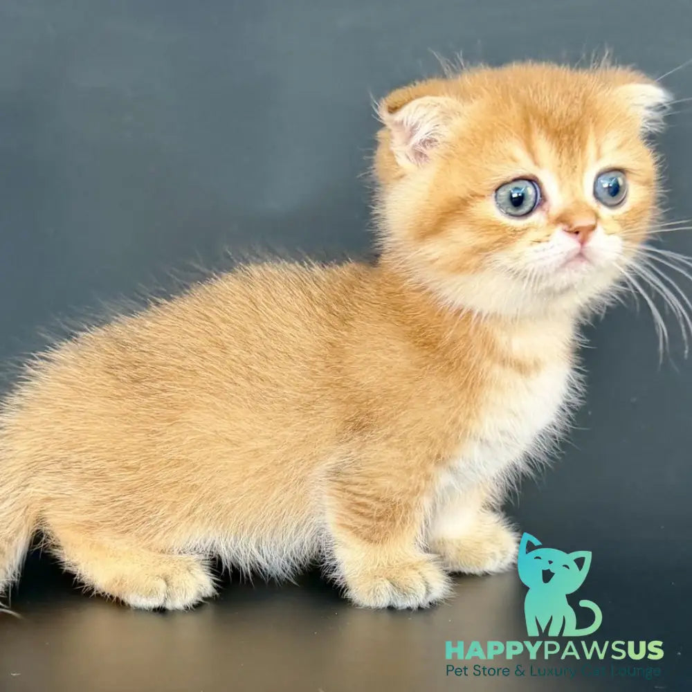 Yzro Munchkin male black golden shaded - live animals