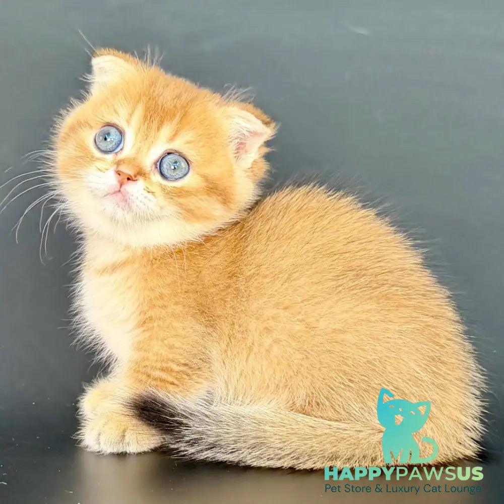 Yzro Munchkin male black golden shaded - live animals