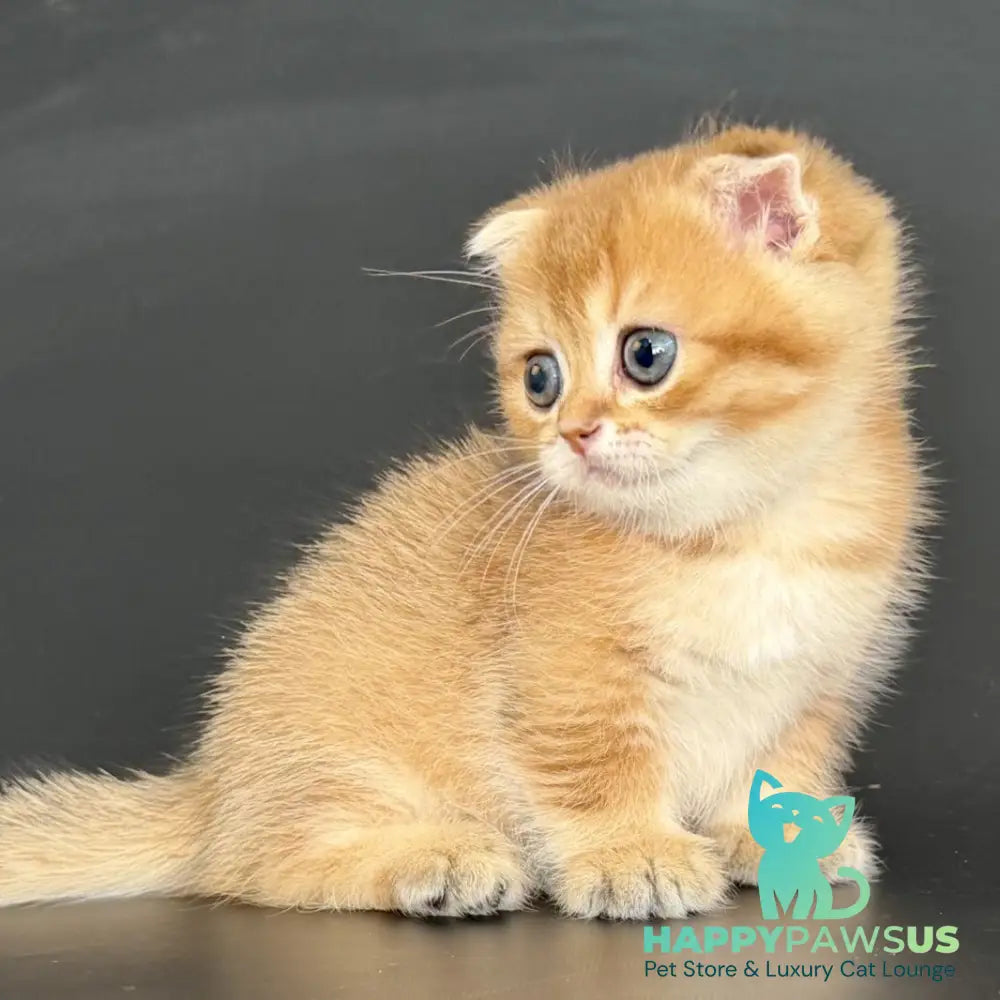 Yzro Munchkin male black golden shaded - live animals