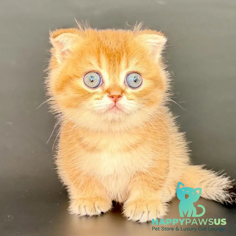 Yzro Munchkin male black golden shaded - live animals