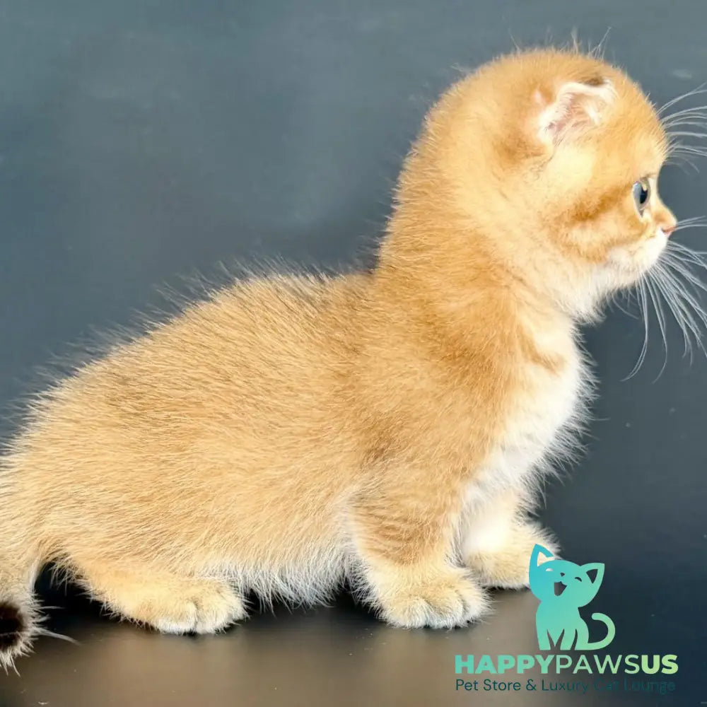 Yzro Munchkin male black golden shaded - live animals