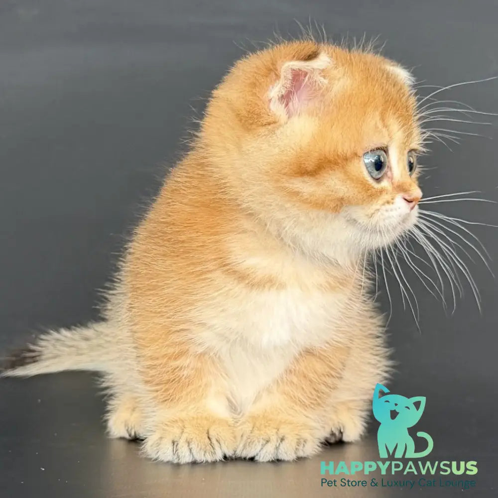 Yzro Munchkin male black golden shaded - live animals