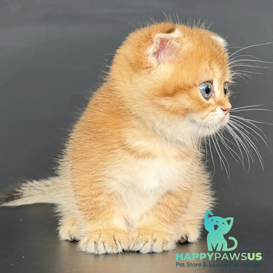 Yzro Munchkin male black golden shaded - live animals