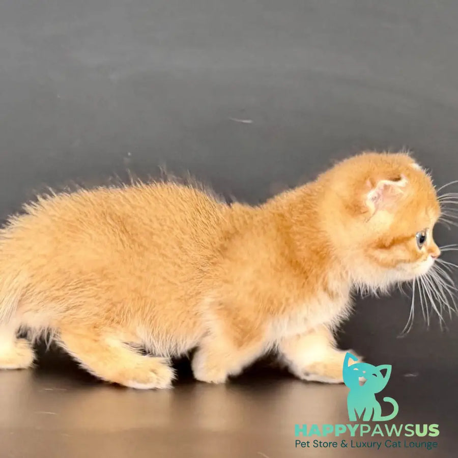 Yzro Munchkin male black golden shaded - live animals