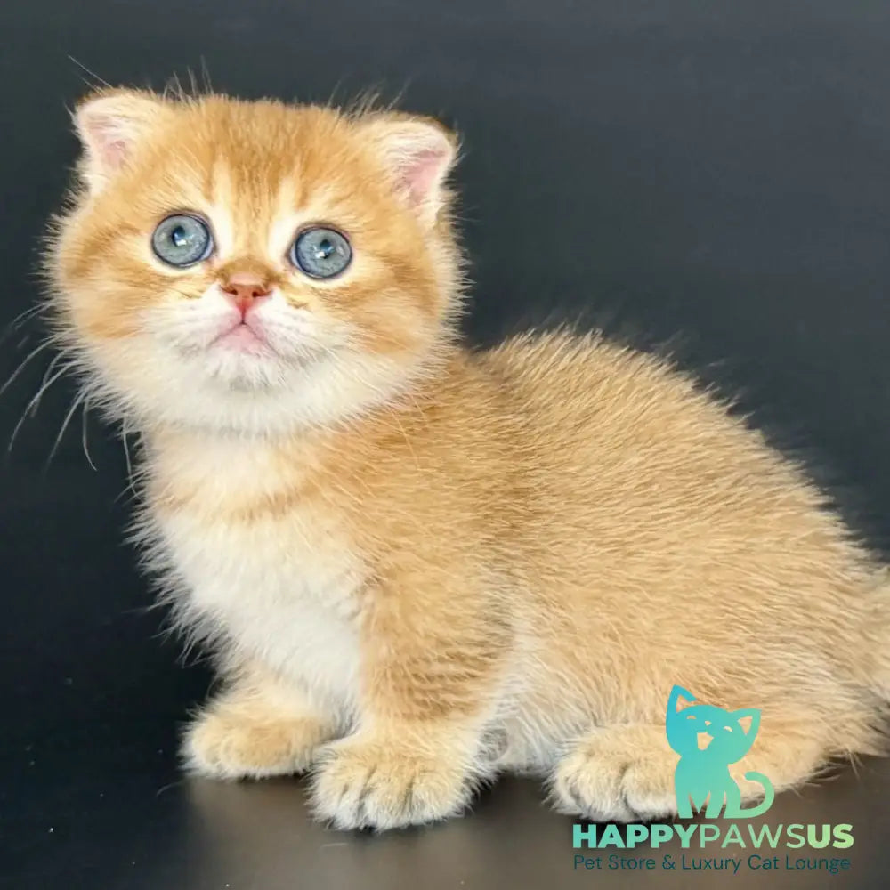 Yzro Munchkin male black golden shaded - live animals