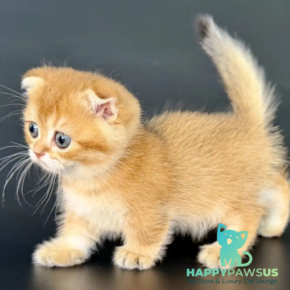 Yzro Munchkin male black golden shaded - live animals