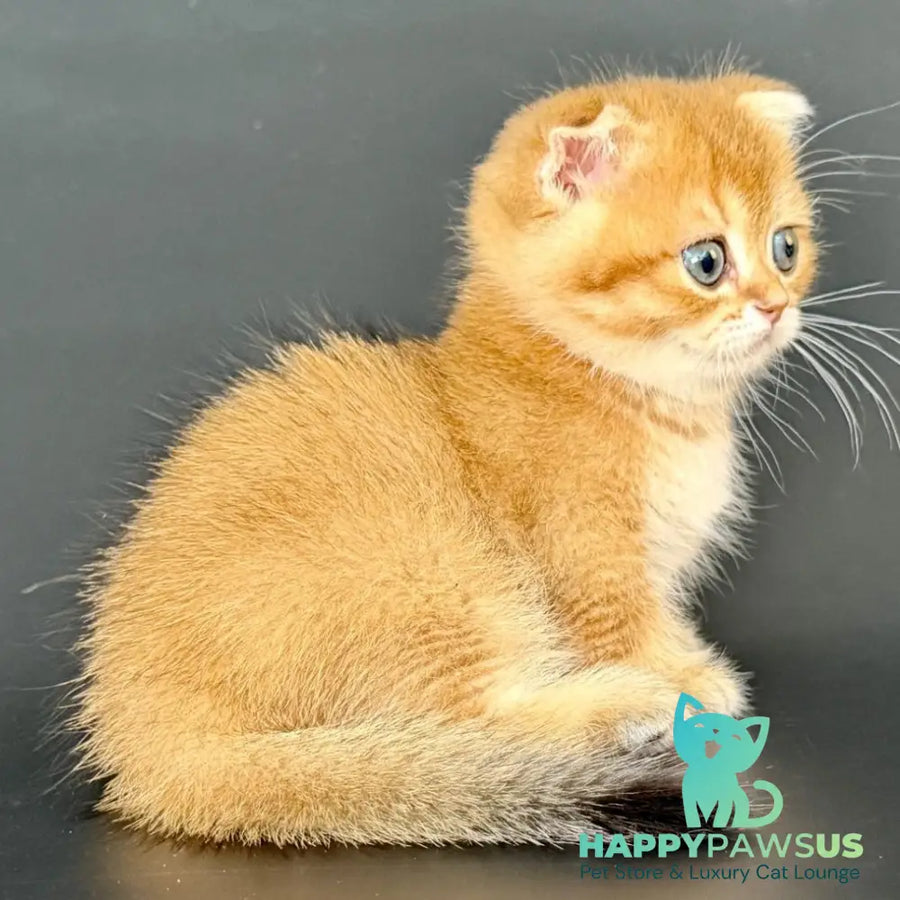 Yzro Munchkin male black golden shaded - live animals
